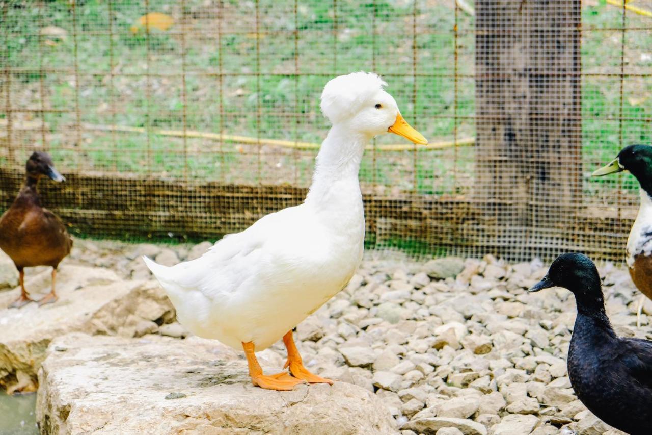 Agriturismo Ca' Fenile Alzano Lombardo المظهر الخارجي الصورة